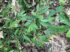 Elatostema lineolatum