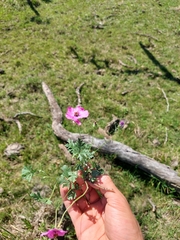 Modiolastrum gilliesii