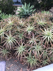 Aloe arborescens