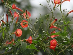 Ipomoea hederifolia