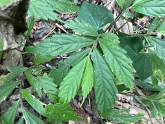 Elatostema lineolatum