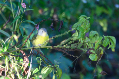 Leiothlypis ruficapilla
