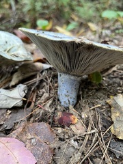 Lactarius indigo