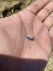 Echinolittorina ziczac