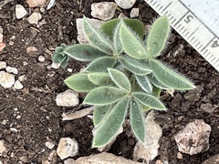 Lupinus texensis