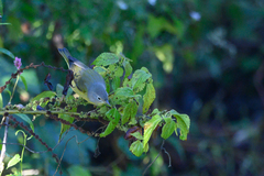 Leiothlypis ruficapilla