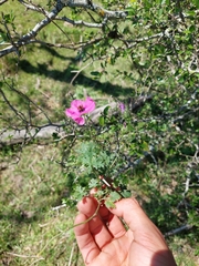 Modiolastrum gilliesii