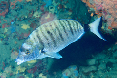 Diplodus puntazzo