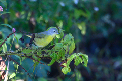 Leiothlypis ruficapilla