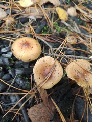 Pholiota highlandensis