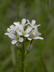 Arabis hirsuta