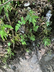 Selaginellaceae