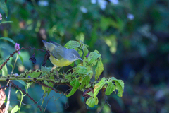 Leiothlypis ruficapilla