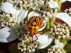 Calocoris barberi