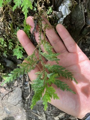 Selaginellaceae