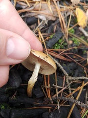 Pholiota highlandensis