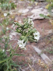 Nicotiana corymbosa