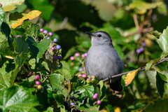 Dumetella carolinensis