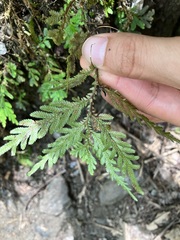 Selaginellaceae