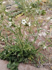 Nicotiana corymbosa