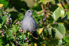 Dumetella carolinensis