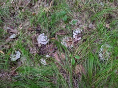 Phellodon confluens