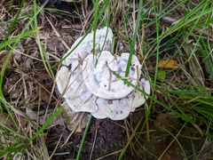Phellodon confluens