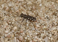 Cicindela sedecimpunctata