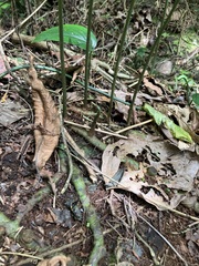 Leptochilus ellipticus