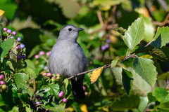 Dumetella carolinensis