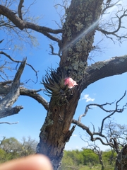 Tillandsia recurvifolia