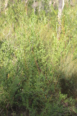 Prostanthera behriana