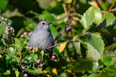Dumetella carolinensis