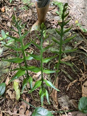 Leptochilus ellipticus