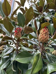 Magnolia