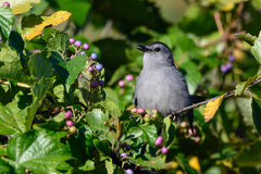 Dumetella carolinensis