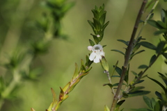 Prostanthera behriana