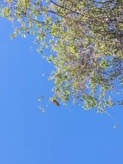 Amphilophium carolinae