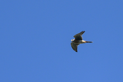 Falco sparverius