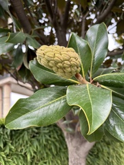 Magnolia