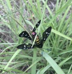 Syntomeida melanthus