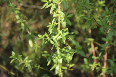 Prostanthera behriana