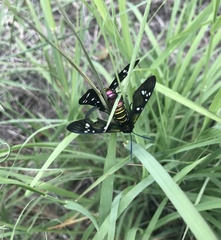 Syntomeida melanthus