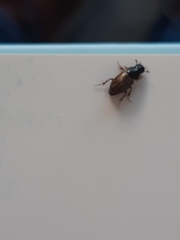 Aphodiinae