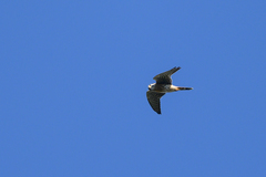 Falco sparverius