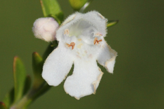 Prostanthera behriana