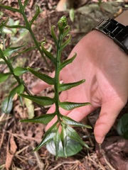 Leptochilus ellipticus