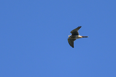 Falco sparverius