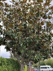 Magnolia