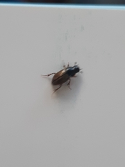 Aphodiinae